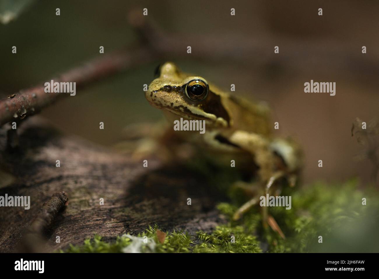 Ritratto di una rana comune nella foresta, rana comune europea Foto Stock