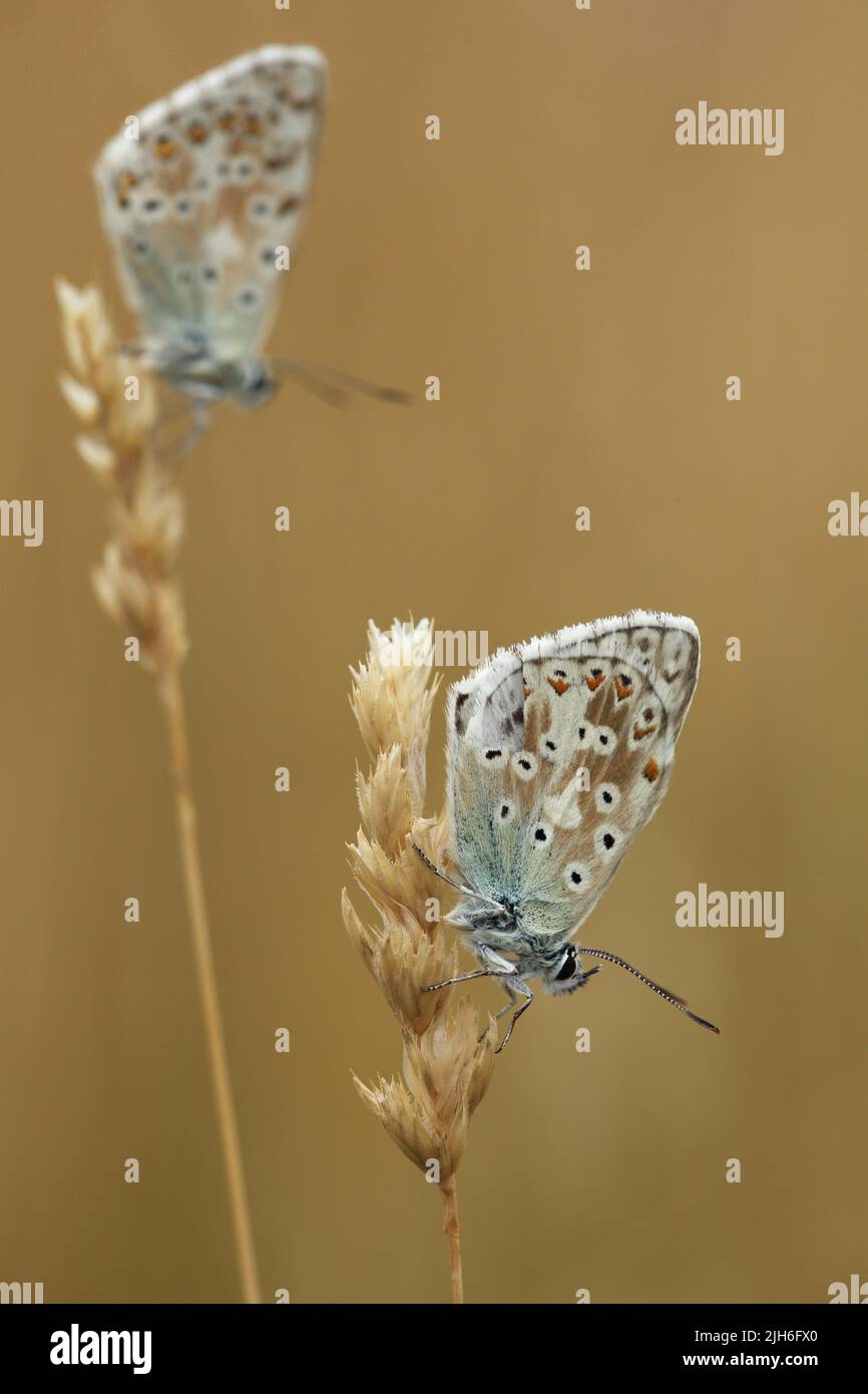 Due esemplari blu adonis (Polyommatus bellargus) su lame secche di erba con sfocatura profonda, Badberg, Voggsburg, Kaiserstuhl, Breisgau Foto Stock