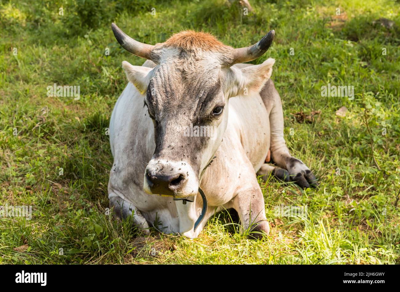 Mucca grigia alpina che riposa in un prato verde. Foto Stock