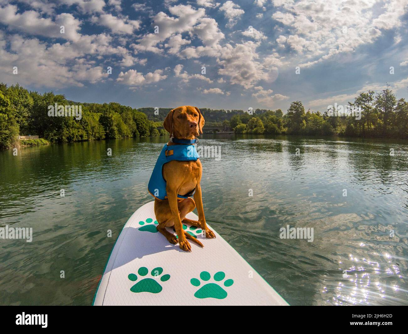 Il giovane Magyar Vizsla su una tavola da paddle stand-up, Aare, Solothurn, Svizzera Foto Stock