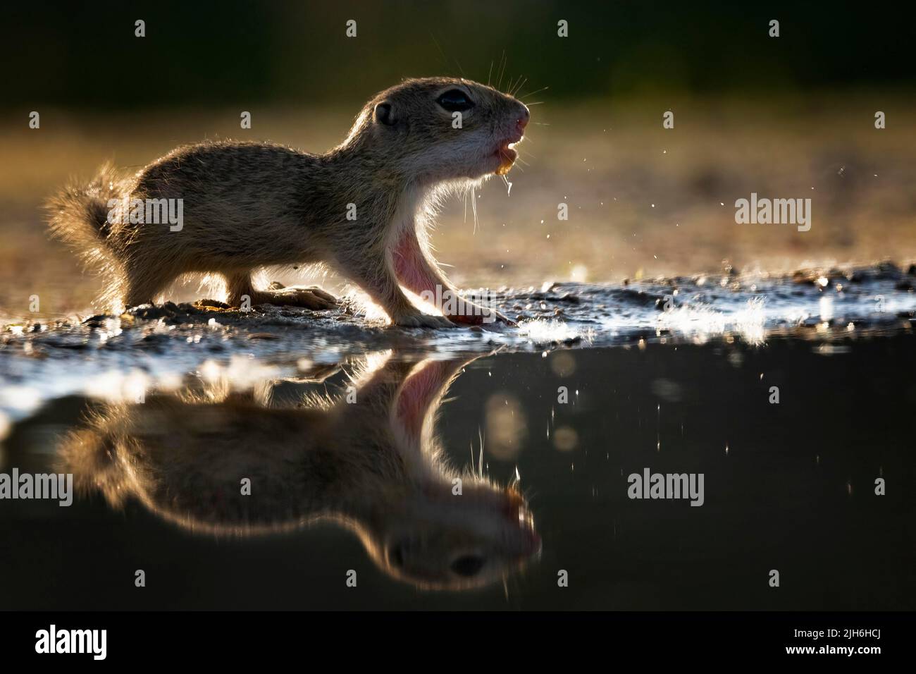 Scoiattoli terrestri europei (Spermophilus citellus) giovani che bevono in un pozzo d'acqua, Parco Nazionale di Kiskunsag, Ungheria Foto Stock