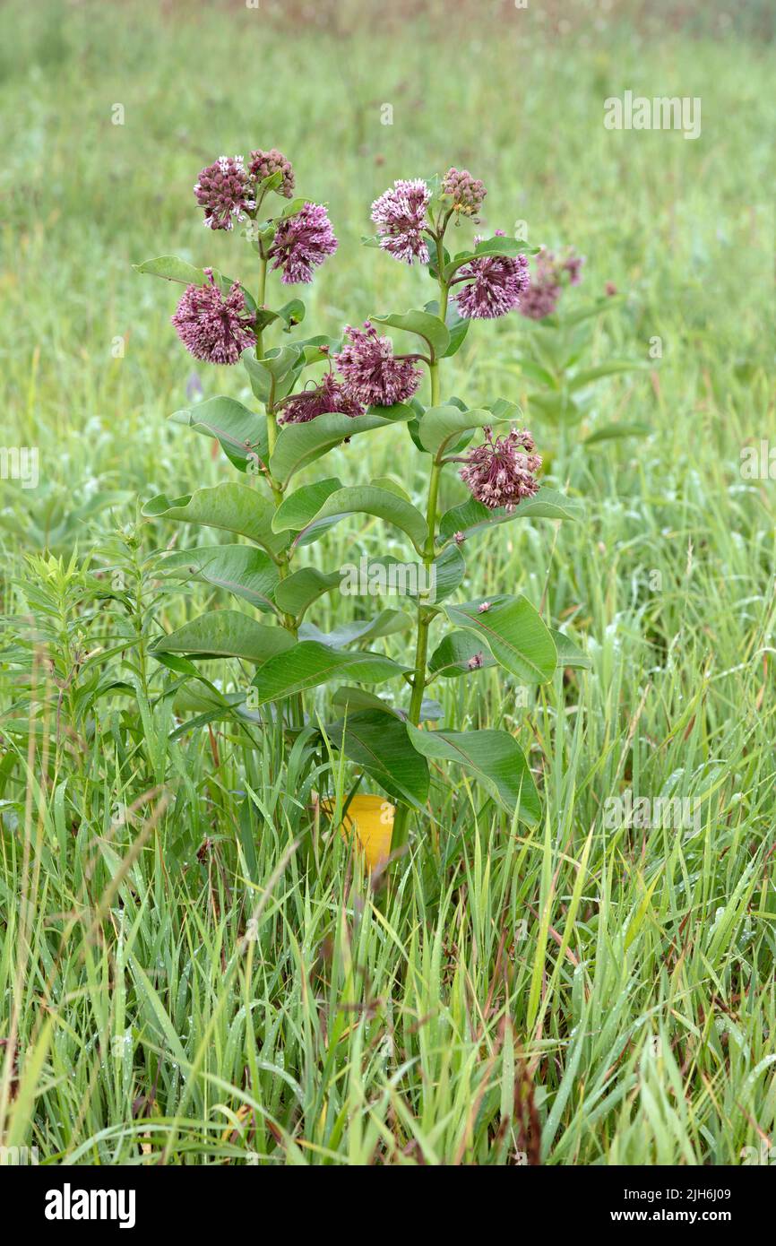 Prato dominato da comune Milkweed (Asclepias syriaca), metà estate, Stati Uniti orientali, da James D Coppinger/Dembinsky Photo Assoc Foto Stock