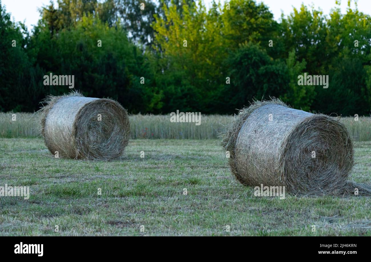 Fieno dopo la falciatura e l'essiccazione. Fieno pressato in balle nel prato. Foto Stock