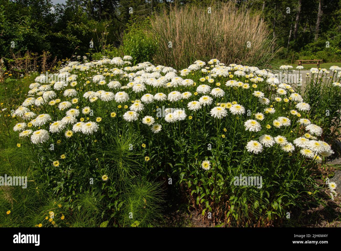 Fiori in giardino al Pender Island Community Hall a North Pender Island, British Columbia, Canada Foto Stock