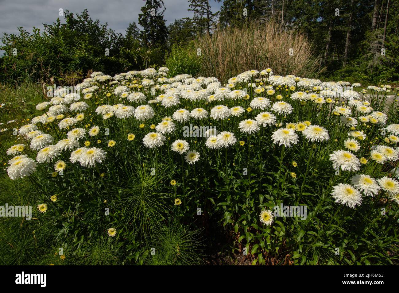 Fiori in giardino al Pender Island Community Hall a North Pender Island, British Columbia, Canada Foto Stock