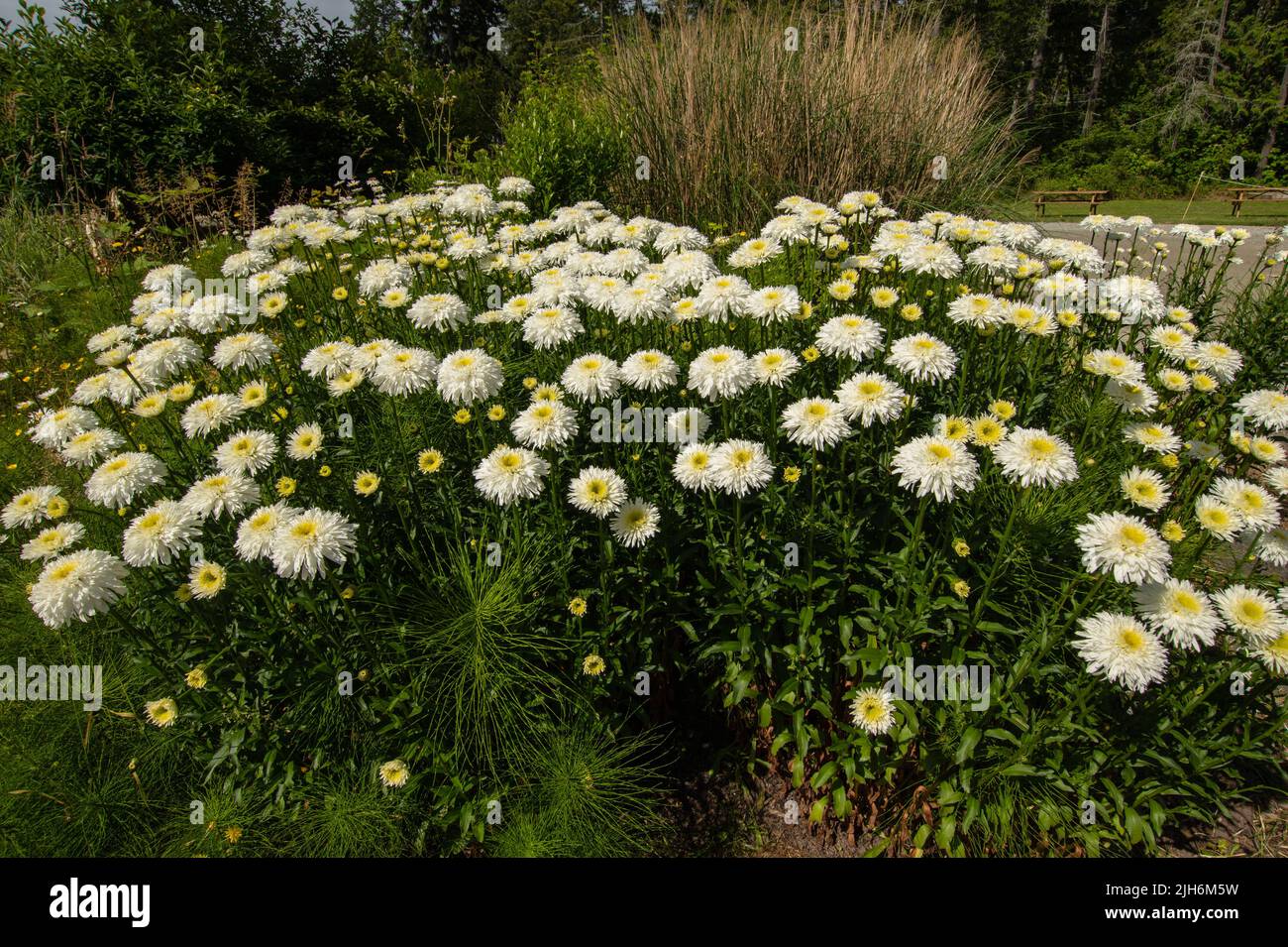 Fiori in giardino al Pender Island Community Hall a North Pender Island, British Columbia, Canada Foto Stock