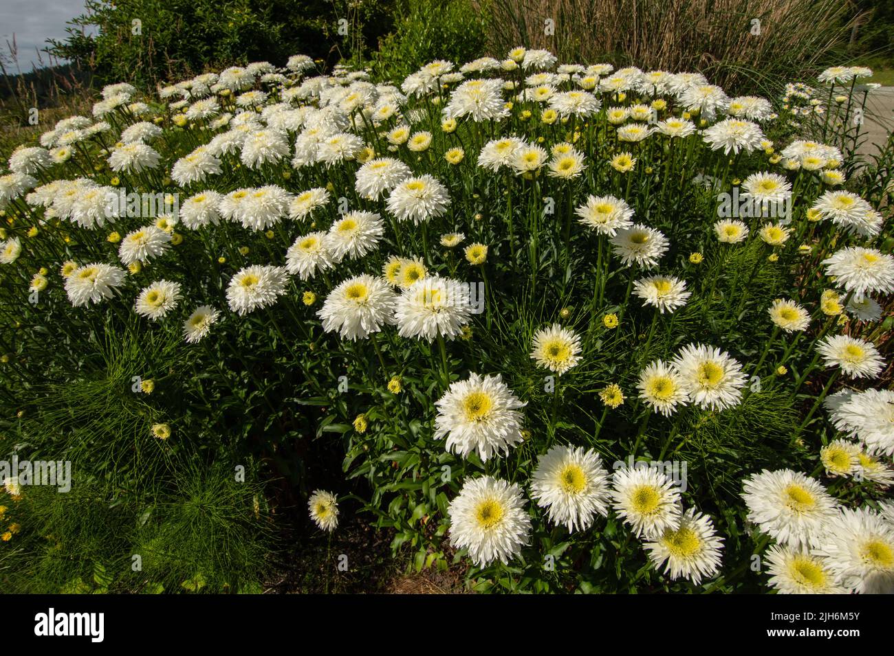 Fiori in giardino al Pender Island Community Hall a North Pender Island, British Columbia, Canada Foto Stock