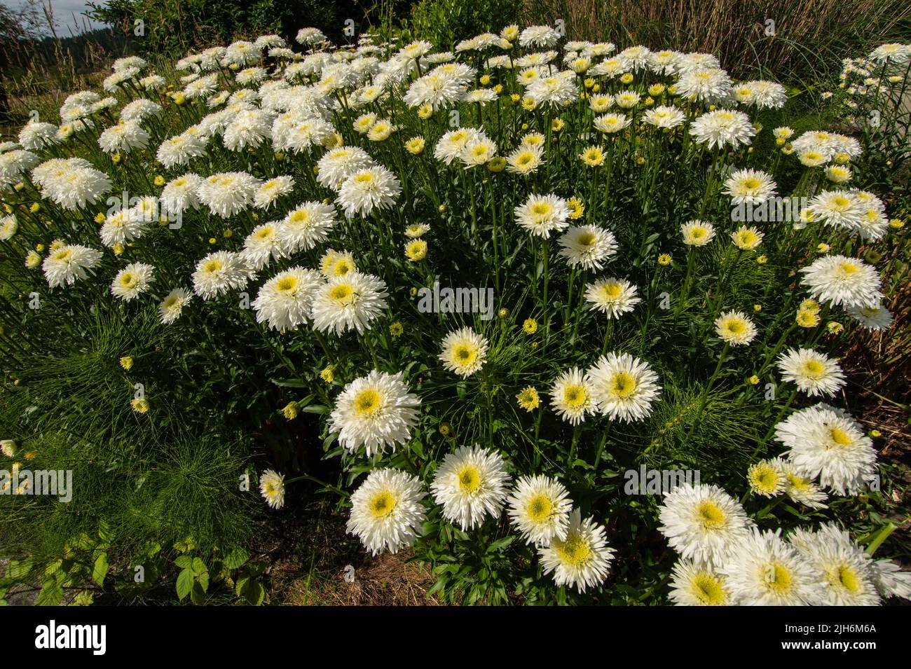 Fiori in giardino al Pender Island Community Hall a North Pender Island, British Columbia, Canada Foto Stock