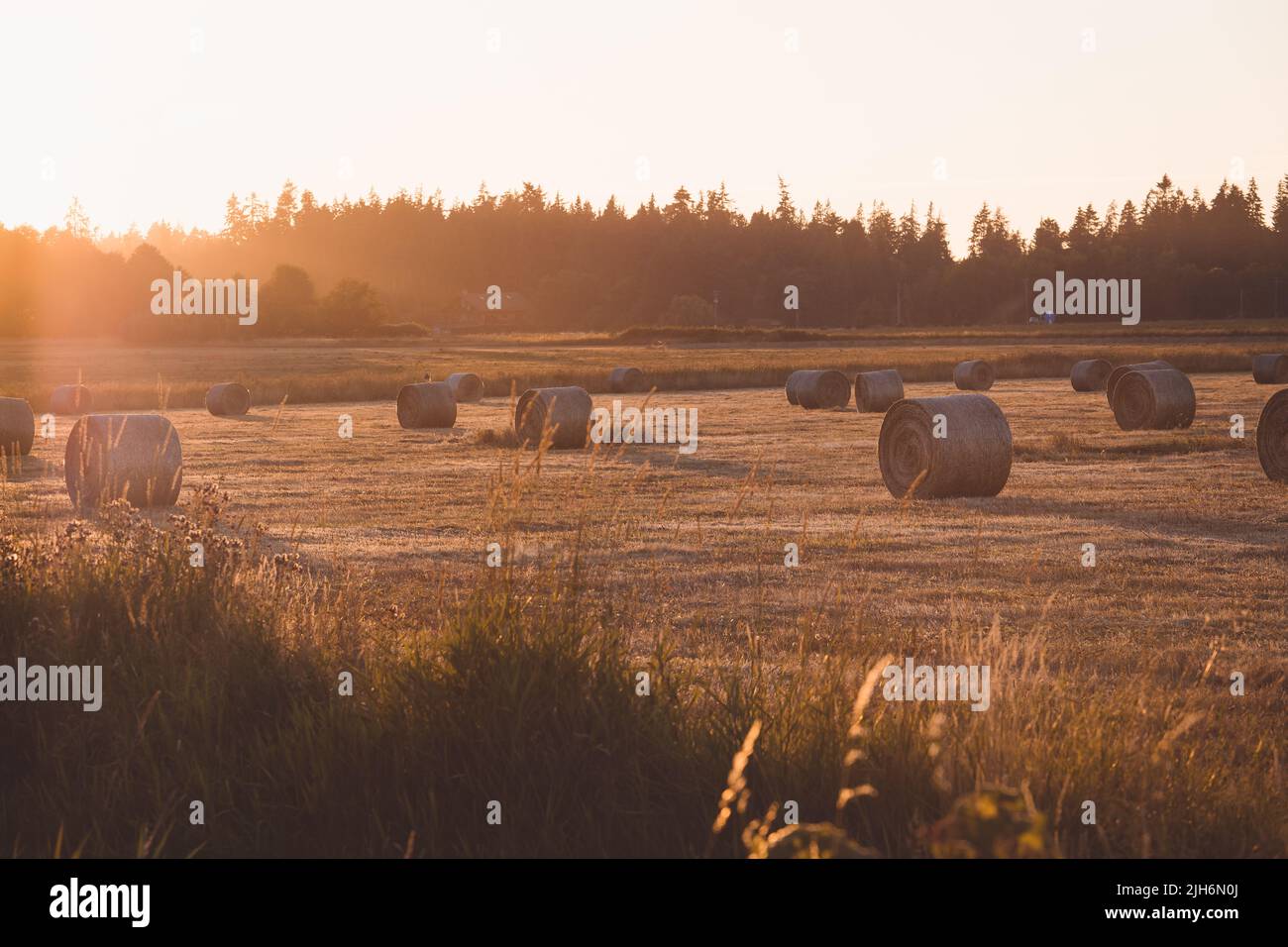 Molti rotoli di balle di fieno in campo di grano al Tramonto Foto Stock