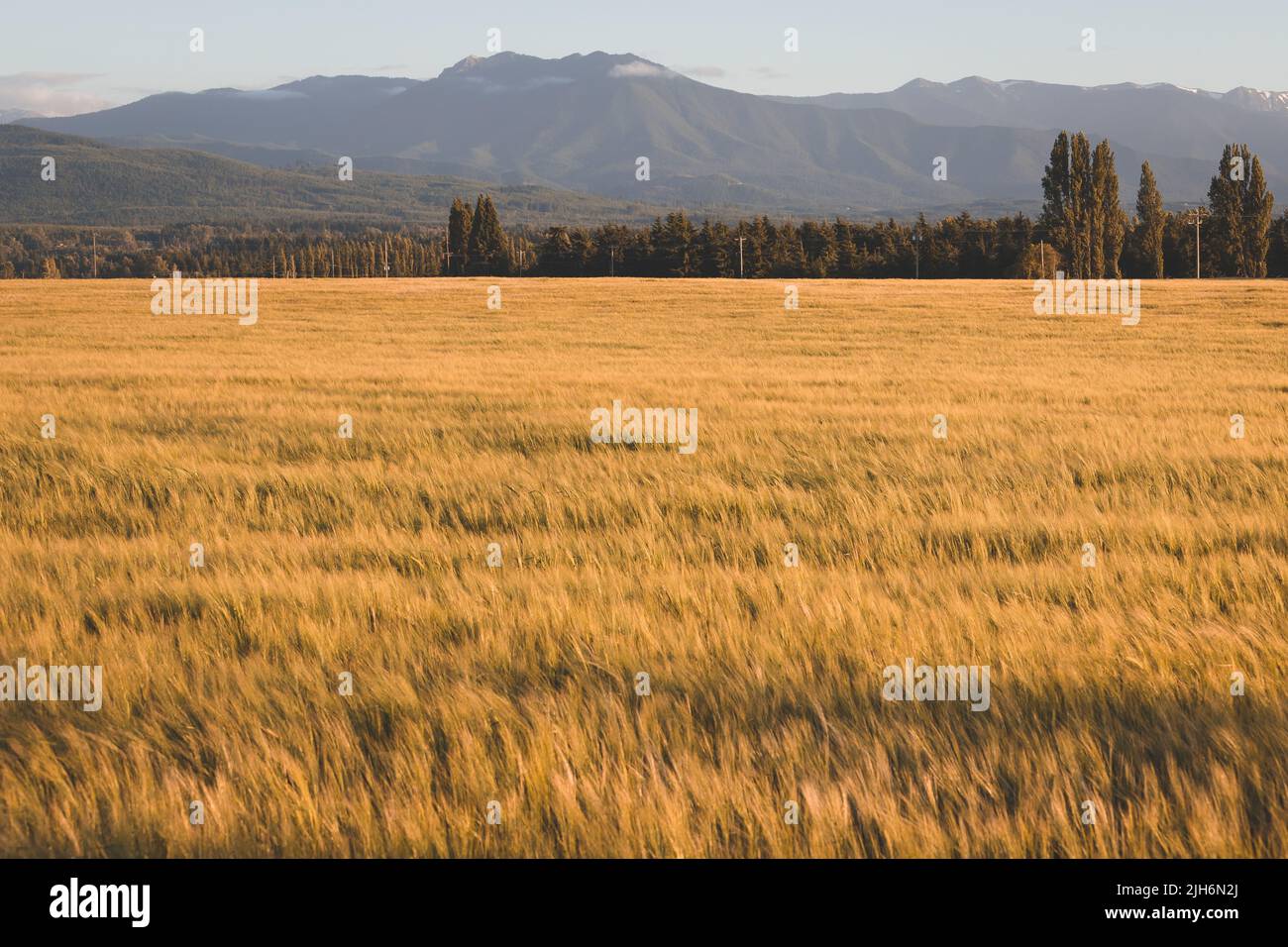 Campo di grano dorato al tramonto con le montagne sullo sfondo Foto Stock