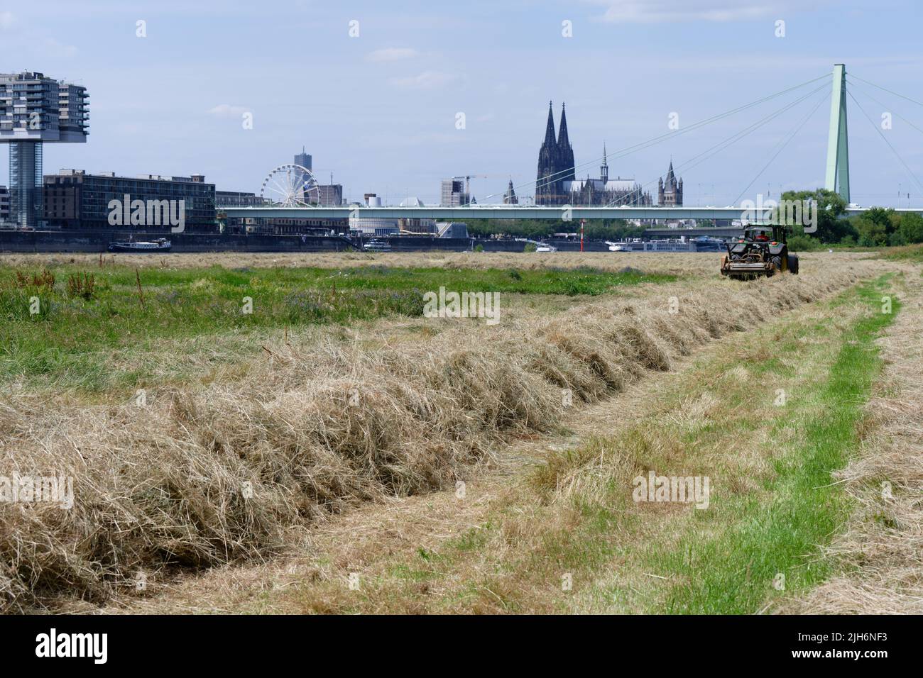Colonia, Germania 14 luglio 2022: Lavoro agricolo nel cuore di una grande città a Poller wiesen, nella vicina cattedrale di colonia Foto Stock