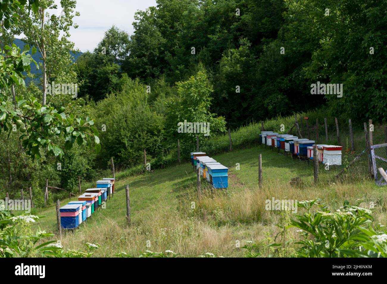 Grande apiario con molti alveari di ape in fila su un prato in natura in una giornata estiva soleggiata. Concetto di apicoltura. Primo piano, messa a fuoco selettiva Foto Stock