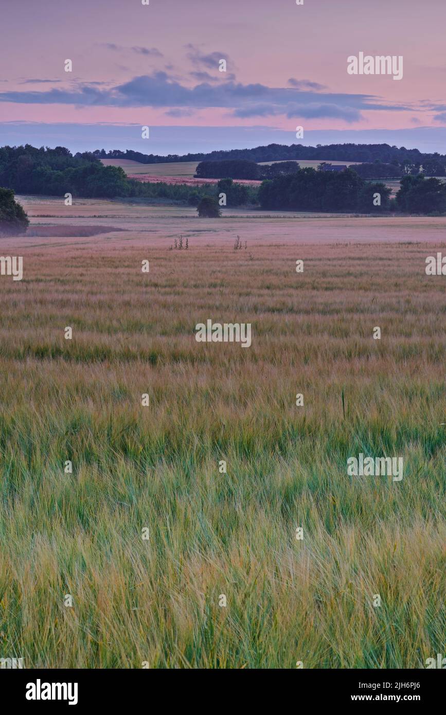 Paesaggio panoramico di campo con sfondo cielo nuvoloso all'alba in una mattinata di nebbia. Paesaggio tranquillo della natura in campagna con alberi in fiore e. Foto Stock