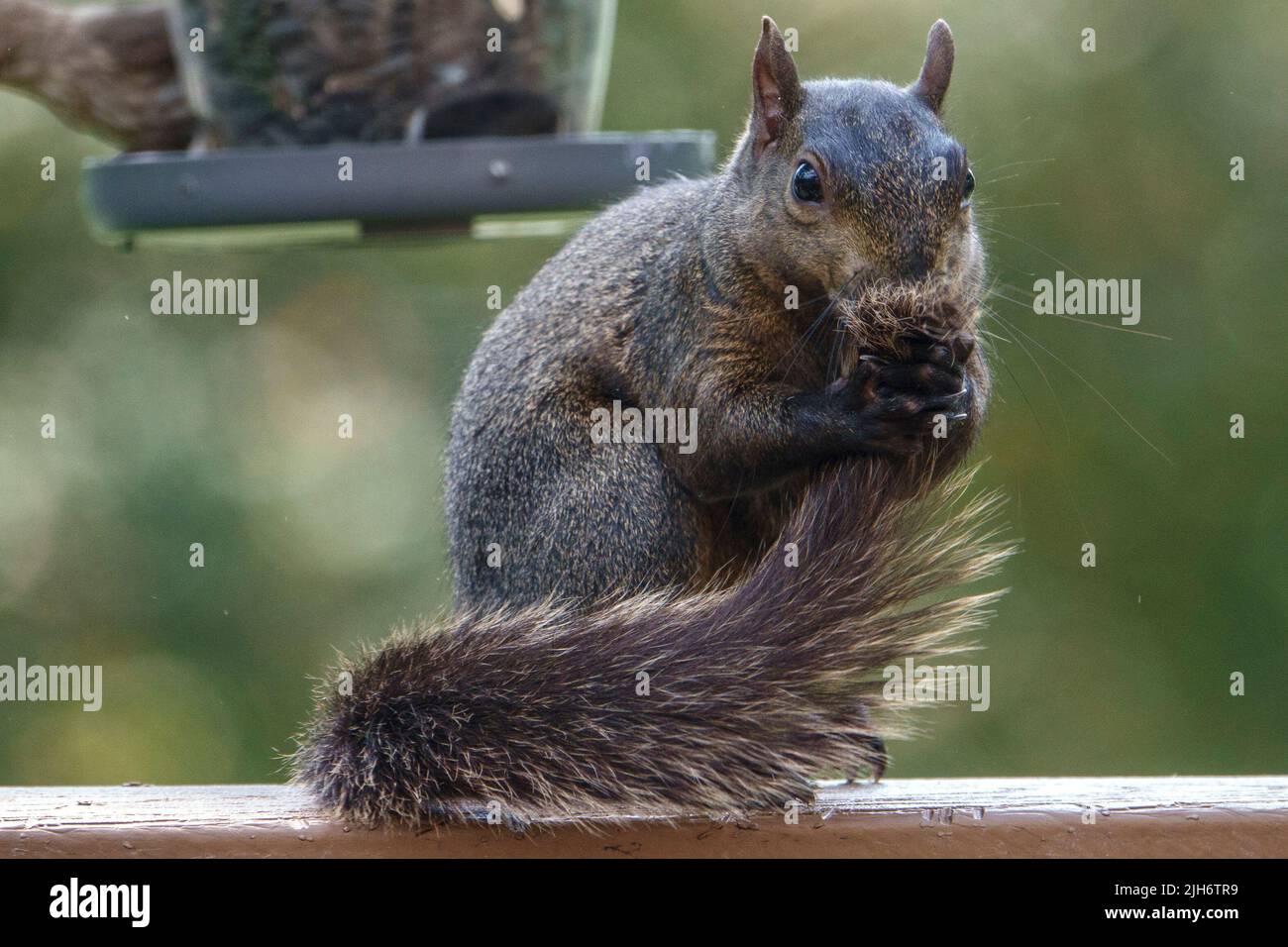 Lo scoiattolo nero gioca con la sua coda Foto Stock