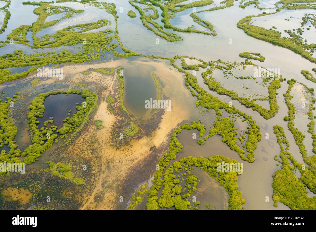 Drone aereo di foresta di mangrovie in zone umide. Sri Lanka. Foto Stock