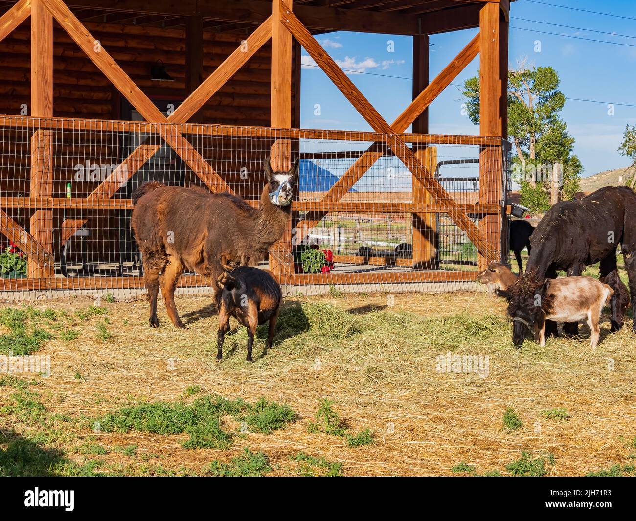 Primo piano di un simpatico lama in Wyoming Foto Stock
