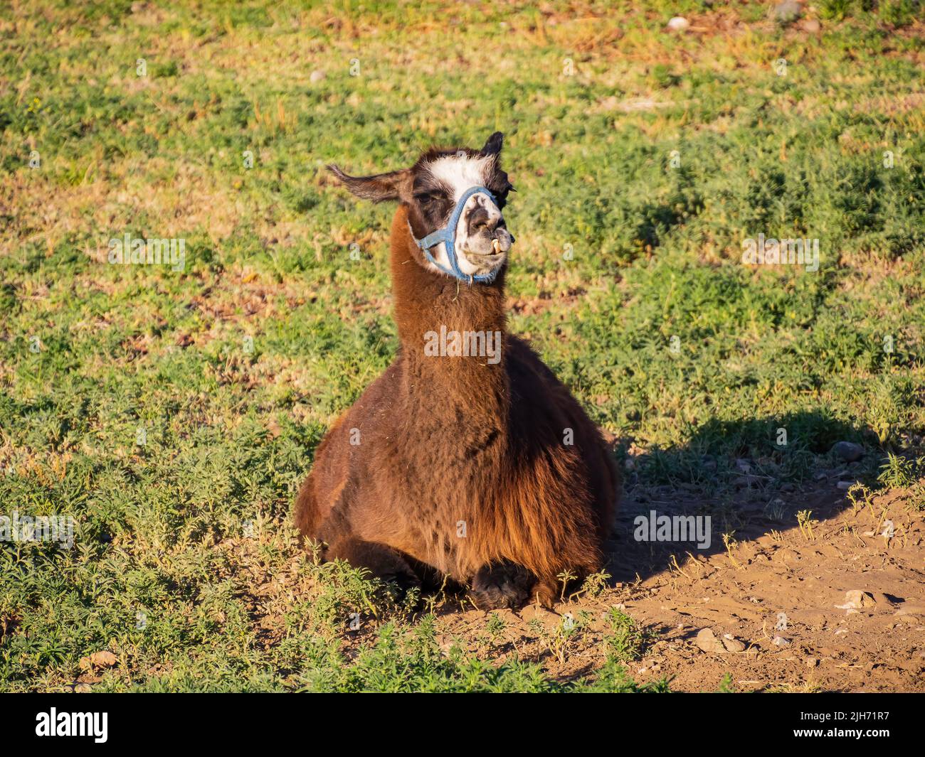 Primo piano di un simpatico lama in Wyoming Foto Stock
