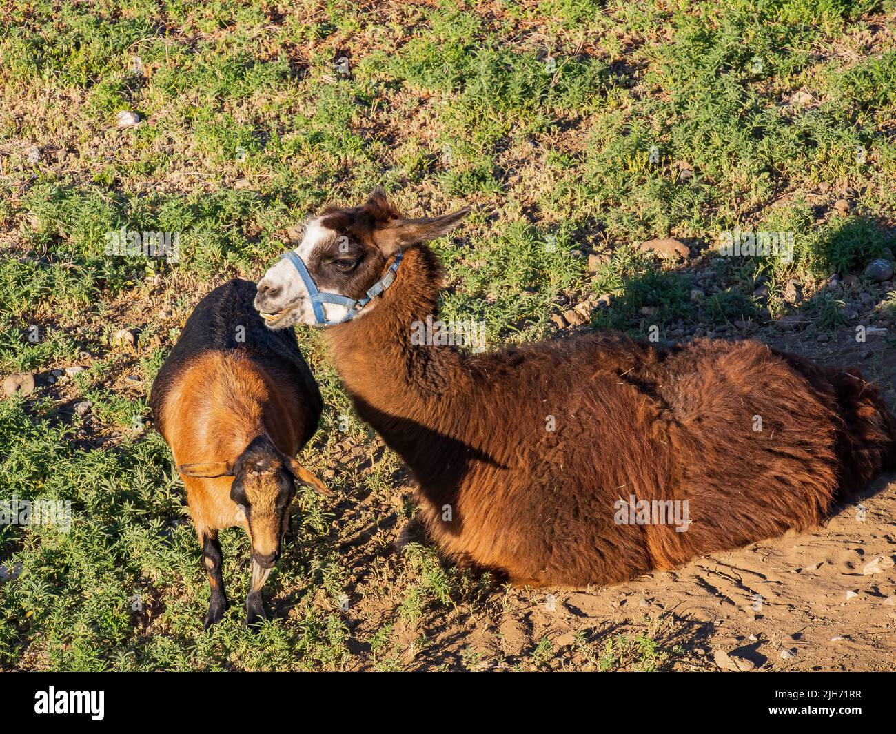 Primo piano di un simpatico lama in Wyoming Foto Stock
