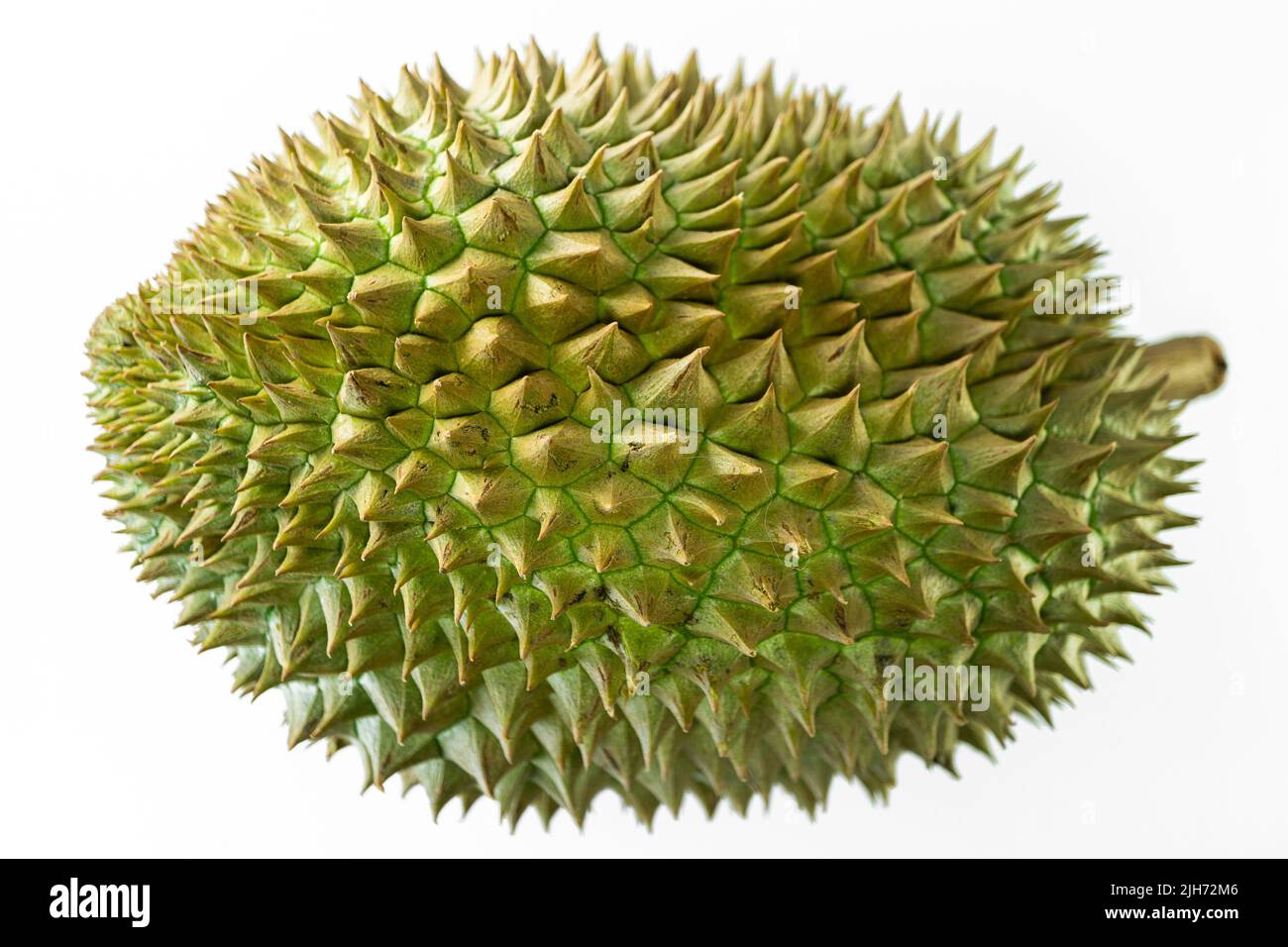 Durian, frutta tropicale contenente una polpa cremosa e aveva odore fetido. Foto Stock