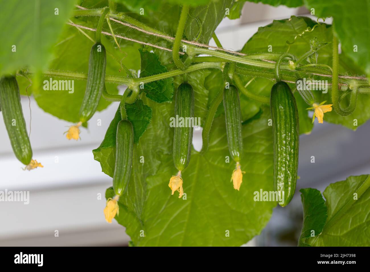 'Dita verdi F1' cetriolo, Gurka (Cucumis sativus) Foto Stock