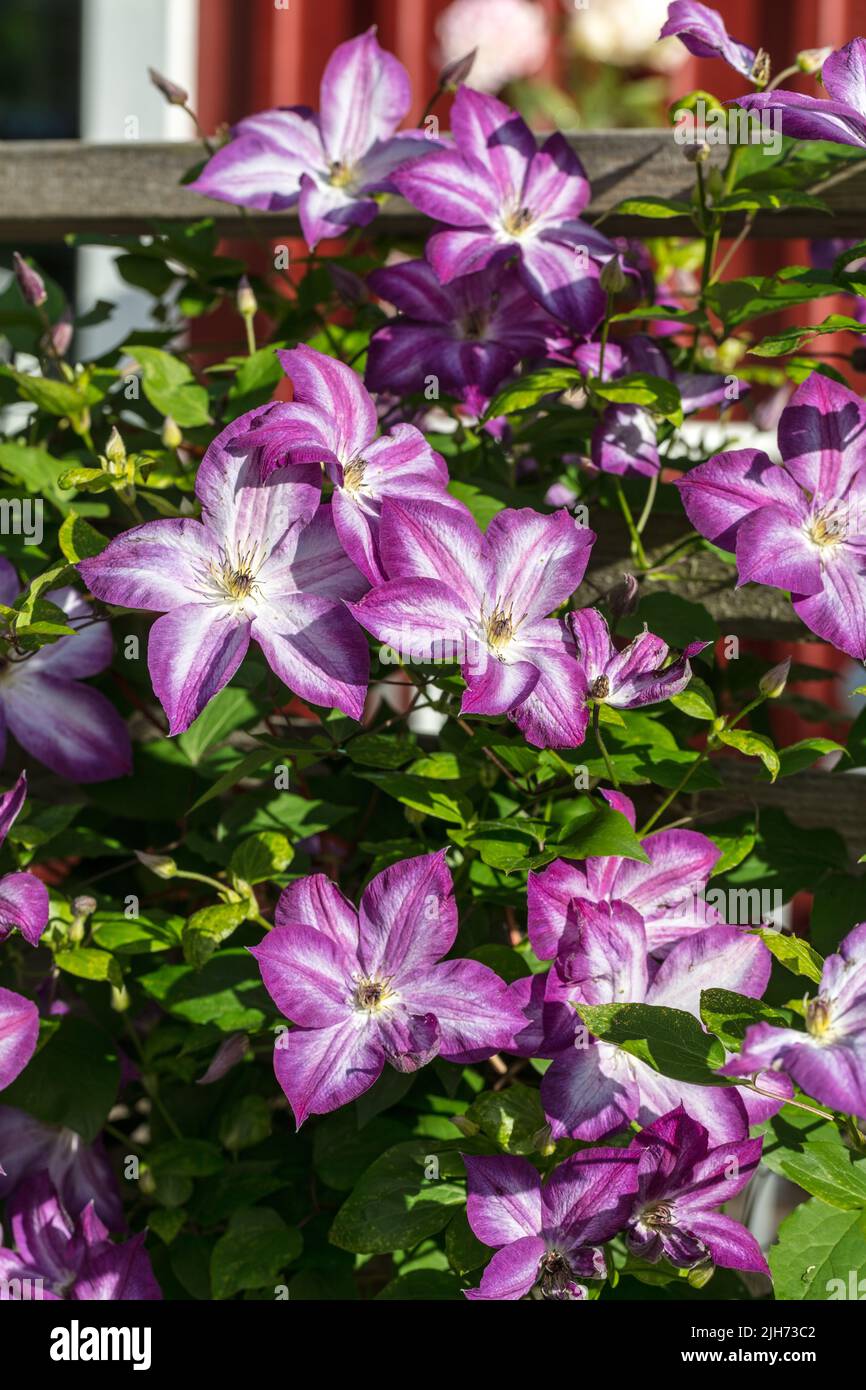 "Pernille' Clematis viola, Italiensk klematis (Clematis viticella) Foto Stock