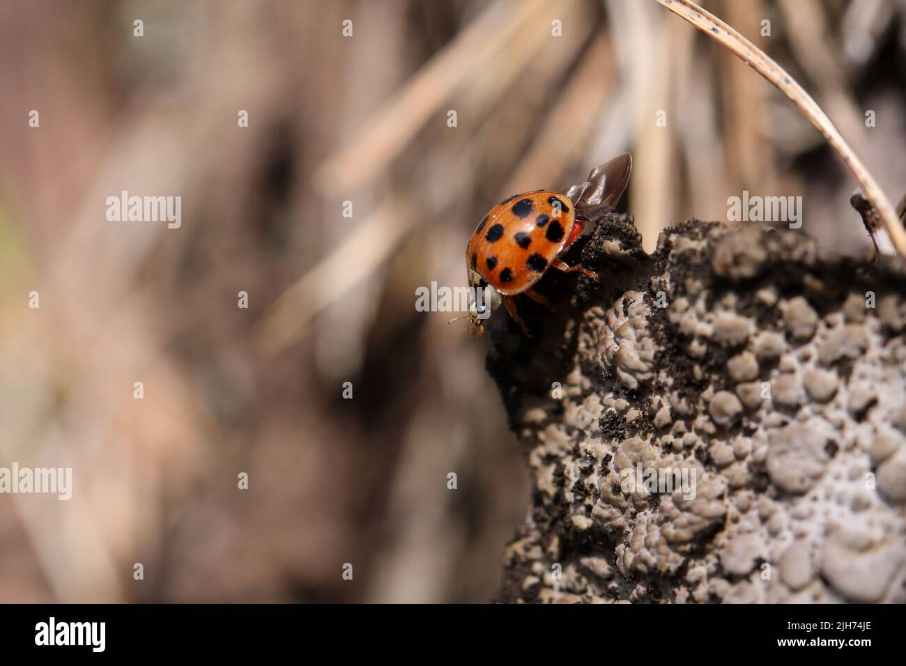 ladybug strisciando su una pietra Foto Stock