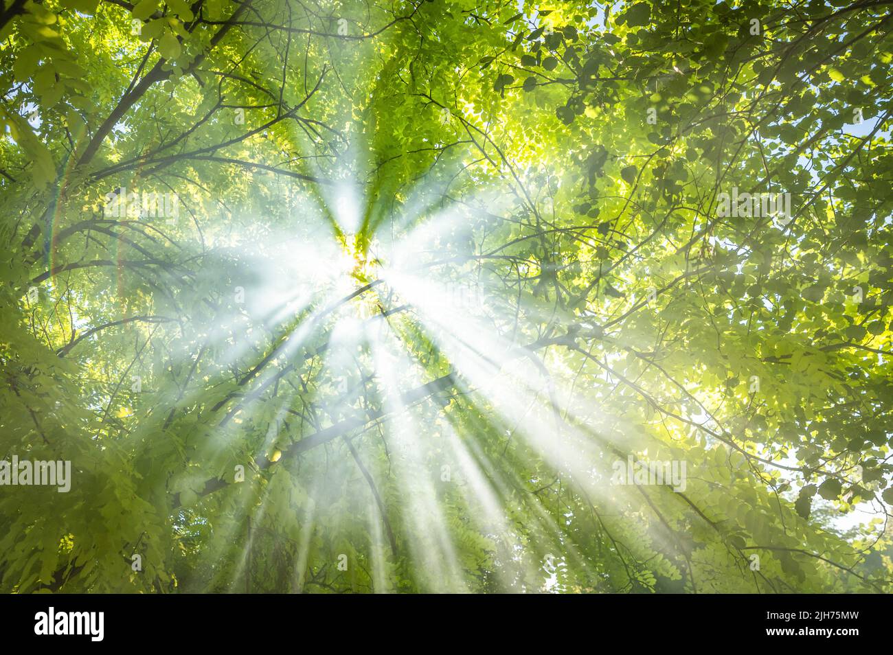 Scenic foresta di fresco verde di alberi decidui incorniciato da foglie, con la colata di sun i suoi caldi raggi attraverso il fogliame Foto Stock
