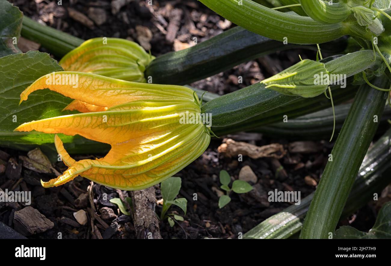 Fiore e frutto di Courgette 'Firenze' in un orto in estate Foto Stock