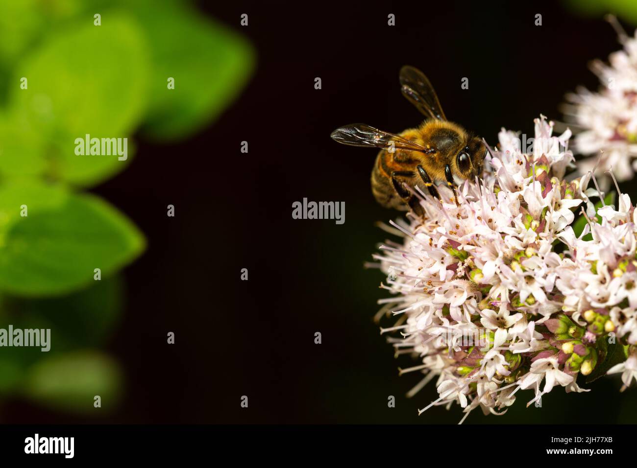 Ape foraging sul fiore di maggiorana Foto Stock