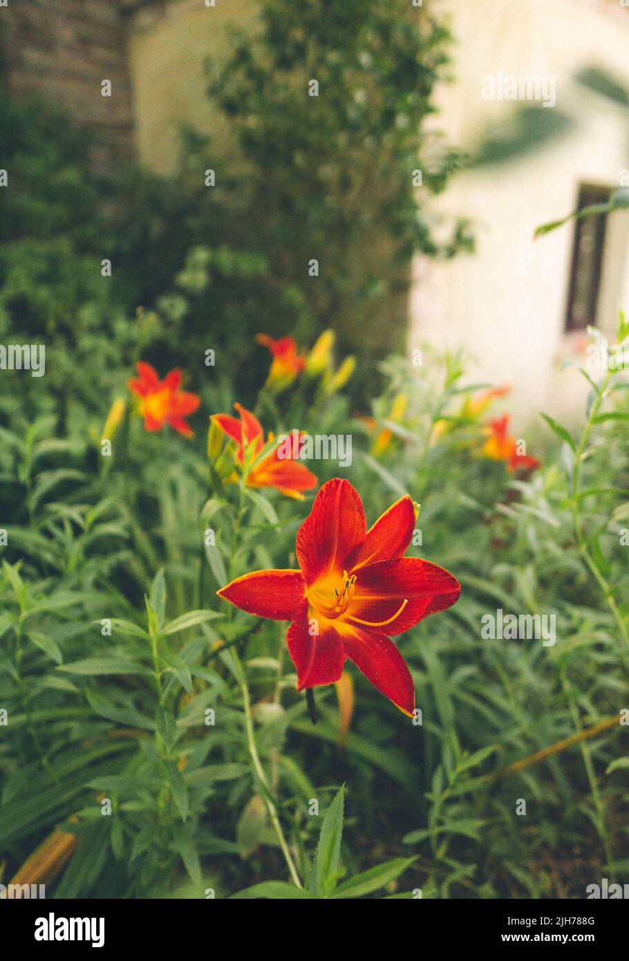 Immagine granulosa di fiori rossi e gialli Foto Stock