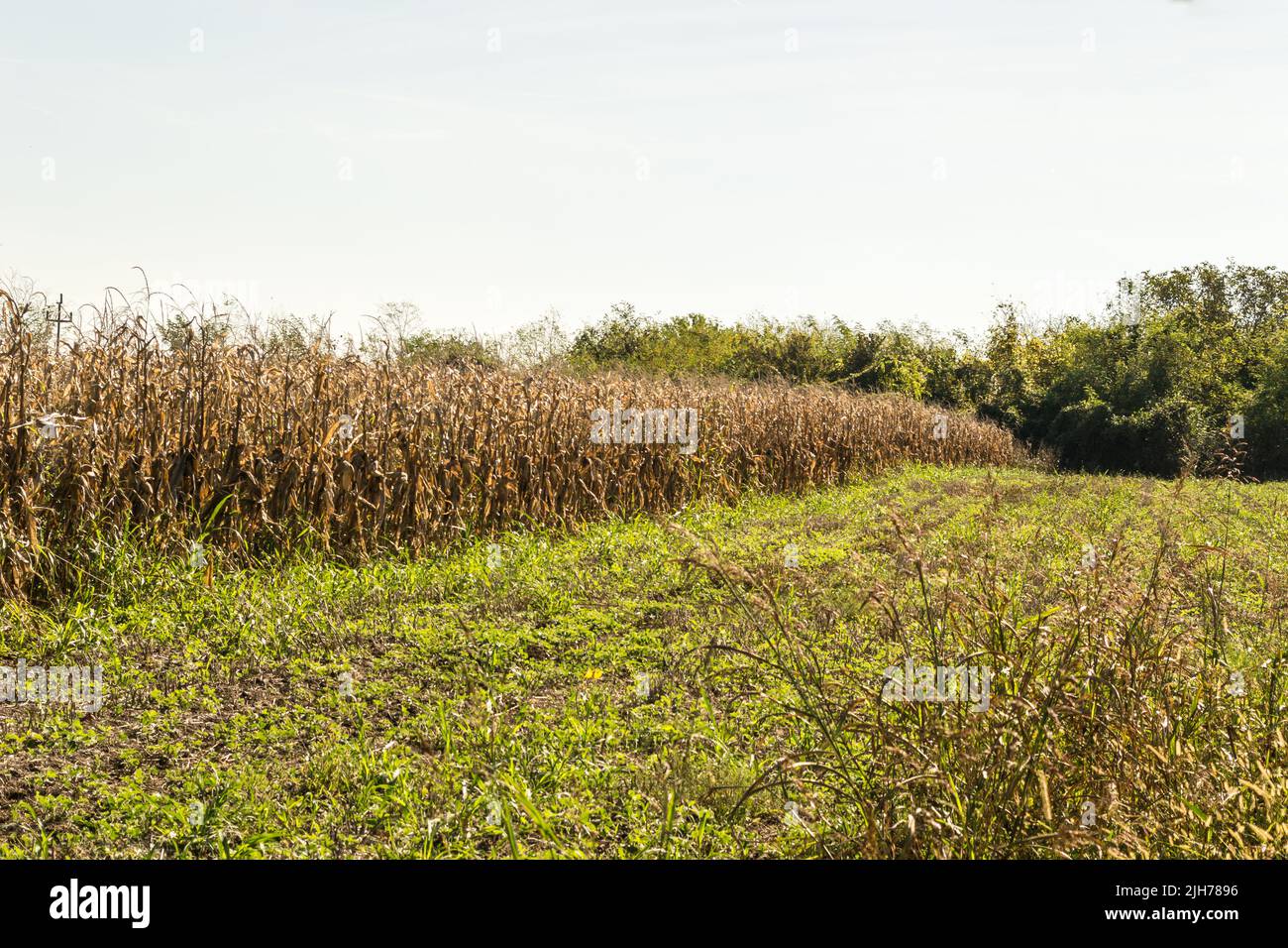 Campi con mais secco maturi per la raccolta in autunno. Foto Stock