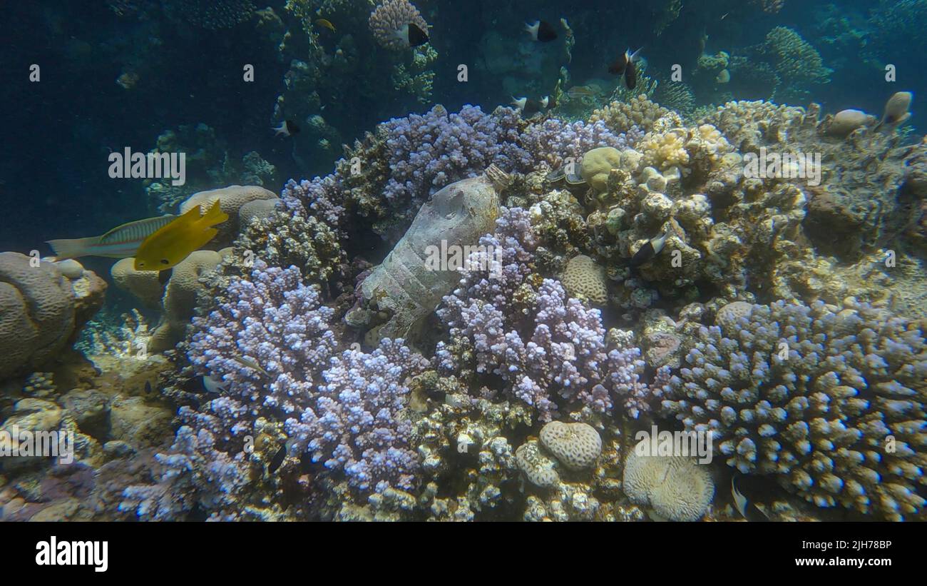 Vecchia bottiglia di plastica si trova sulla bella barriera corallina. Inquinamento plastico dell'Oceano. Mar Rosso, Egitto Foto Stock