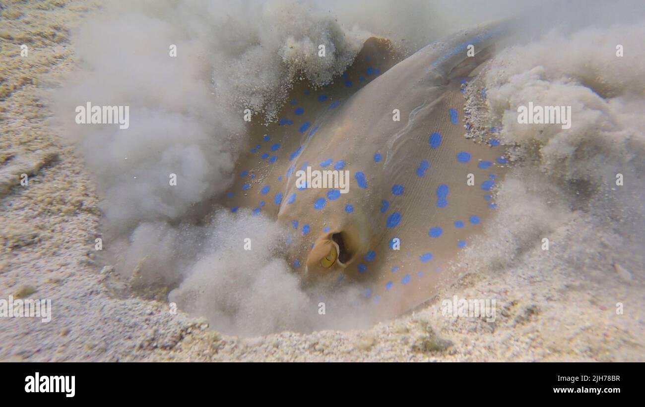 Stingray scava attivamente il fondo sabbioso in cerca di cibo. Stingray (Taeniura linfma). Vita subacquea nell'oceano. Mar Rosso, Egitto Foto Stock