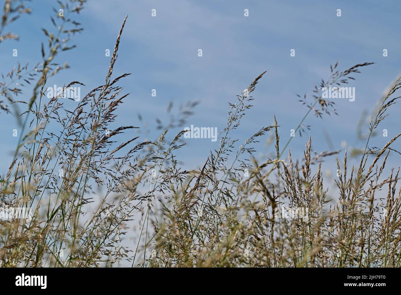 Primo piano di lame di erba contro un cielo blu Foto Stock