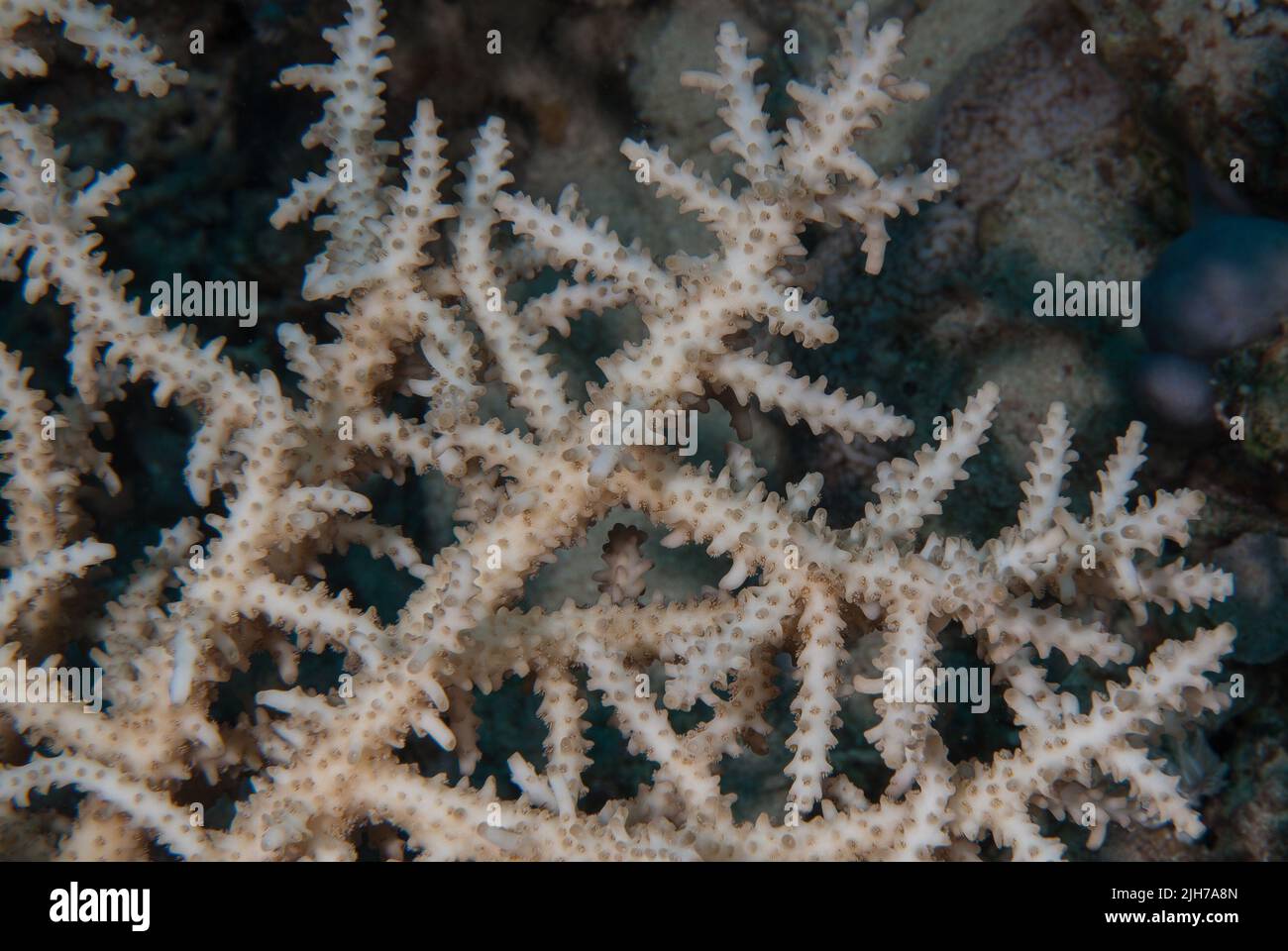 Corallo di pietra, Acropora formosa, Acroporidae, Sharm el Sheikh Mar Rosso, Egitto Foto Stock
