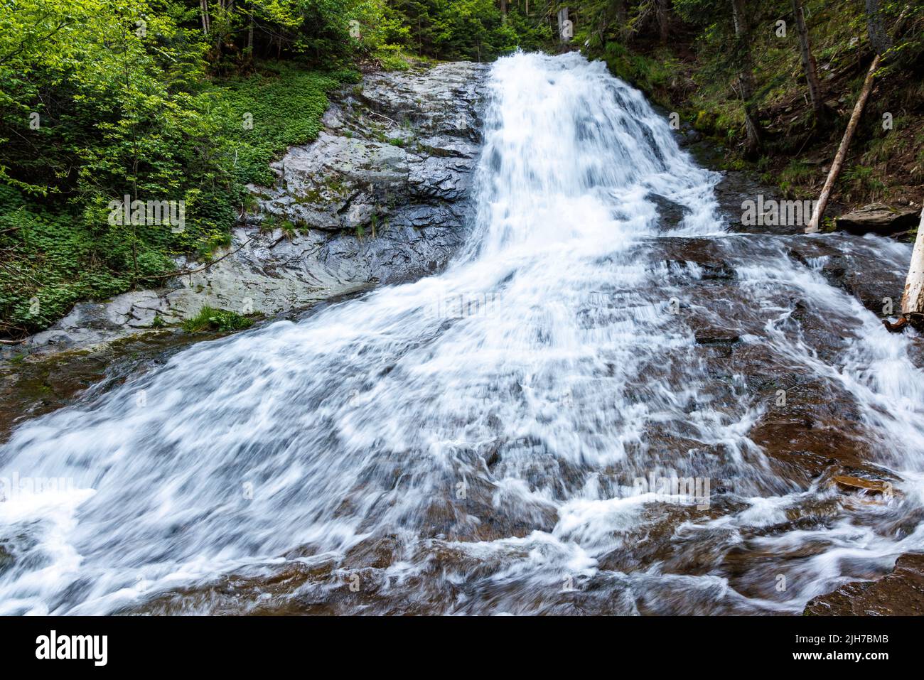 Acqua fresca fresca da una montagna piccolo torrente veloce corre tra pietrine rocciose bagnate, in un abete rosso scuro e foresta decidua Foto Stock