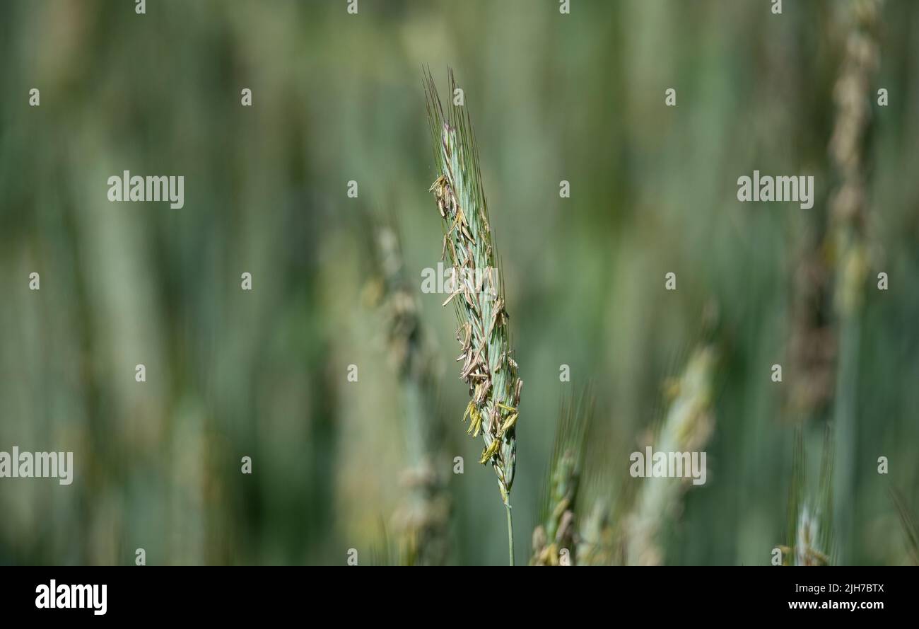 Orecchie di grano, segale verde durante l'impollinazione. Fioritura e impollinazione del grano. Primo piano per le orecchie di segale. Foto Stock