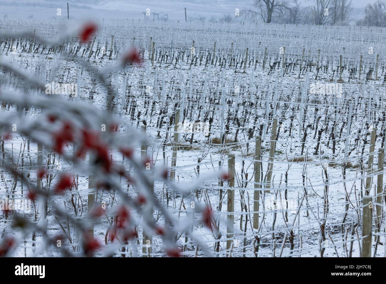 Produzione di vino ghiacciato, Moravia meridionale, Repubblica Ceca Foto Stock