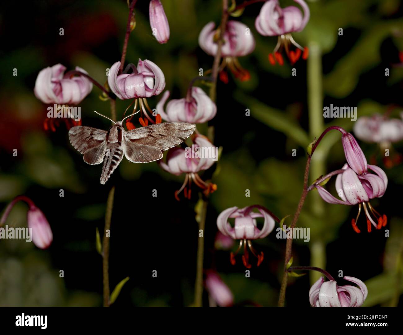 Pino falco falce volare e cercare nettare in una notte Foto Stock