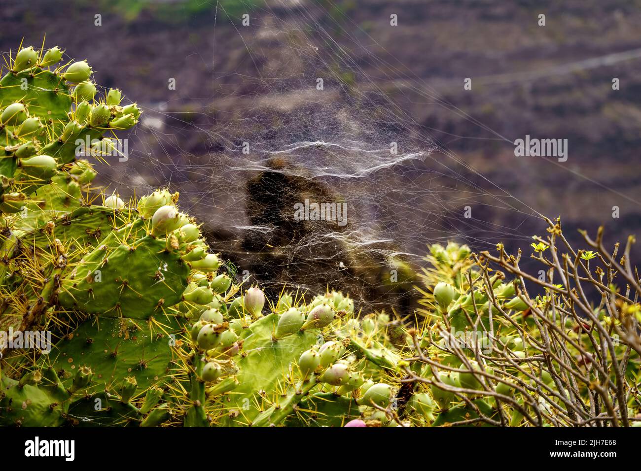 ragnatela su pianta di pero ricciola con punte. Foto di primo piano macro. Gran Canaria. Foto Stock