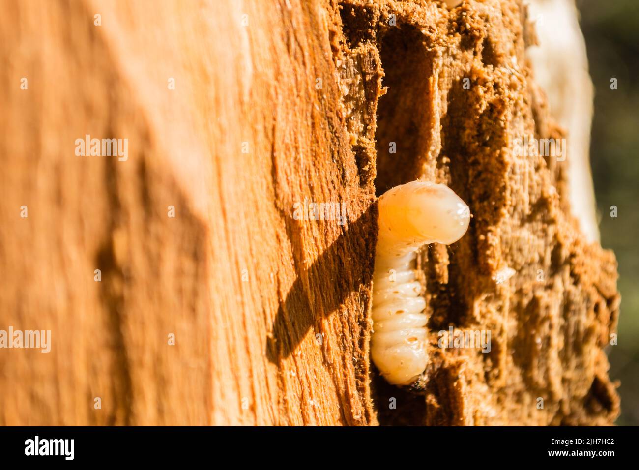 Giugno larva coleotteri in alberi, da vicino Foto Stock