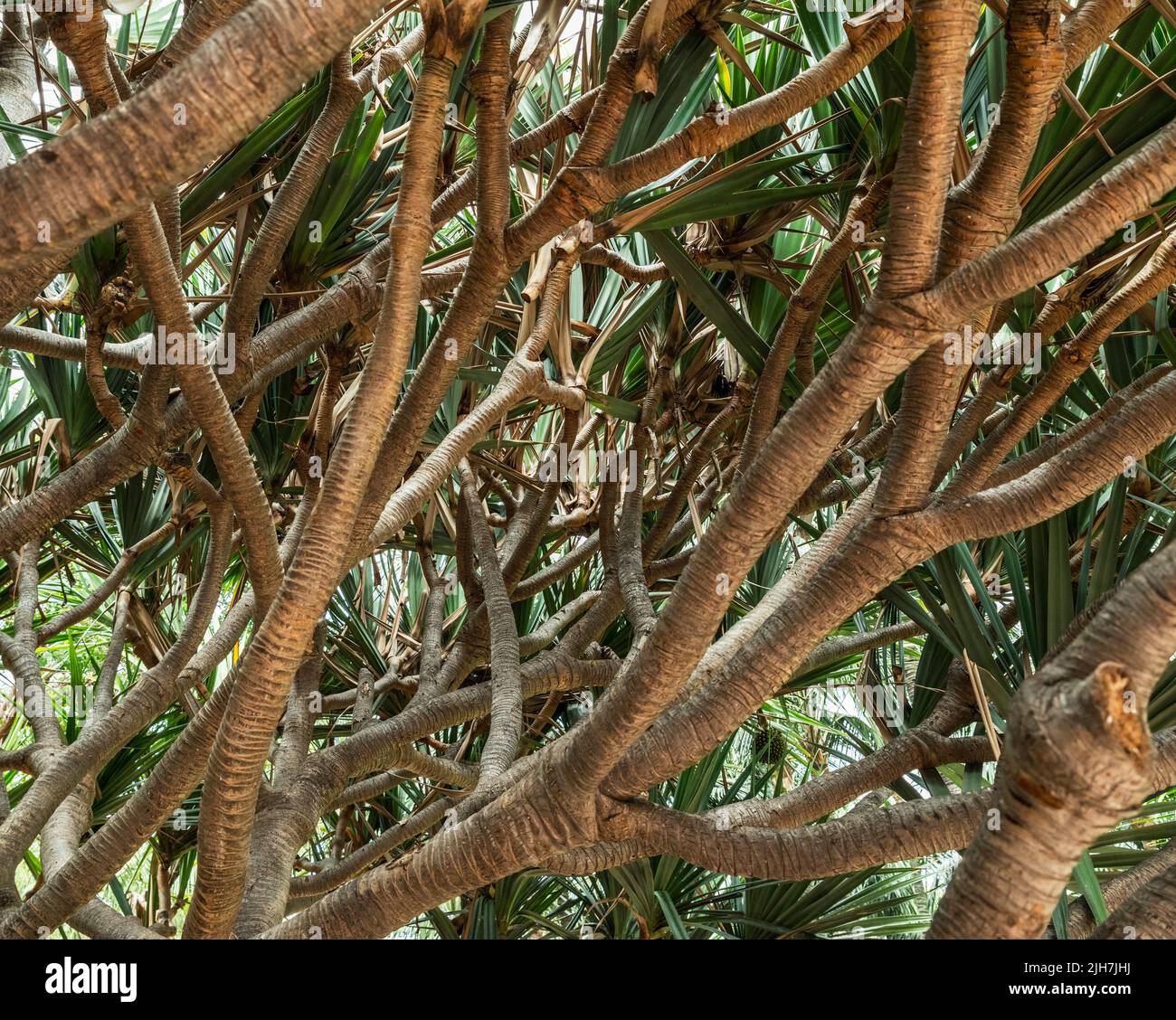 Rami di alberi di forma inusuale nel nord di Tenerife. Foto Stock