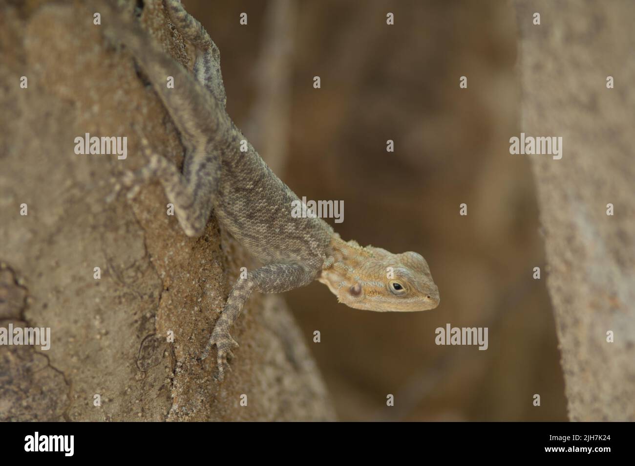 agama AGAMA agama comune su un tronco di albero. Parco Nazionale Niokolo Koba. Tambacounda. Senegal. Foto Stock