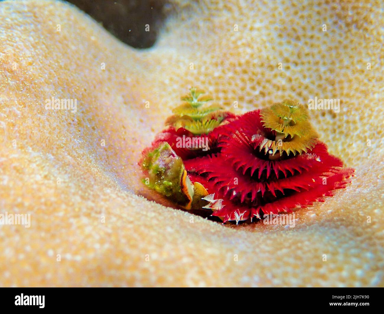 Indonesia Alor Island - verme albero di Natale - Spirobranchus giganteus Foto Stock