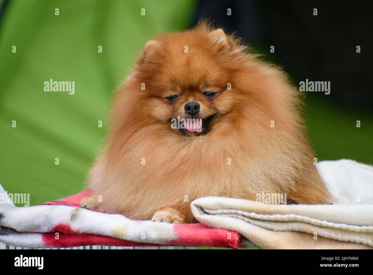 Soffice allegro Pomeranian si trova sulla lettiera, lingua che si stacca, su uno sfondo verde. Verticale. Primo piano. Foto Stock