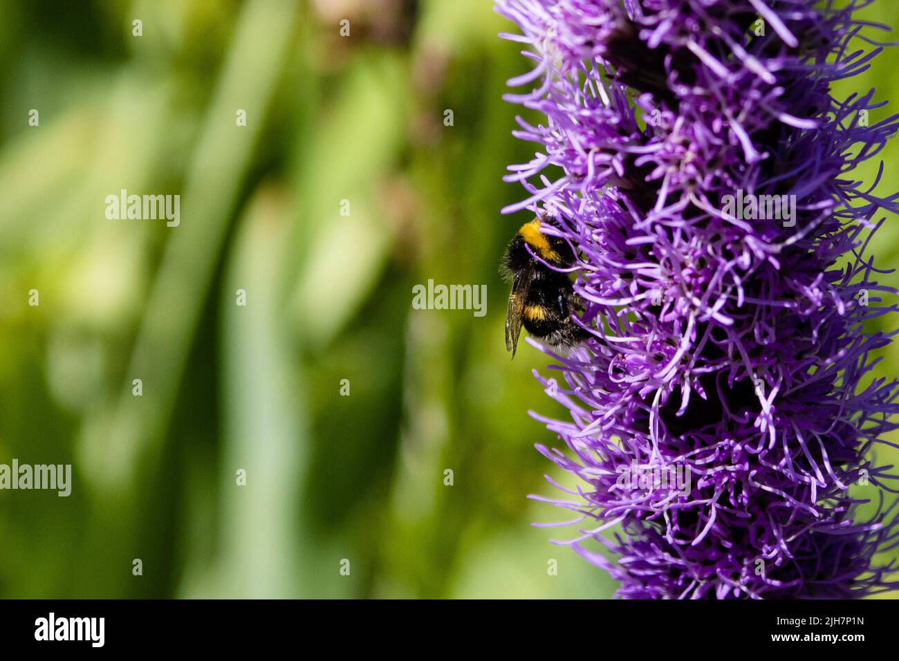 Foto macro di un bumblebee impollinando un fiore viola Foto Stock