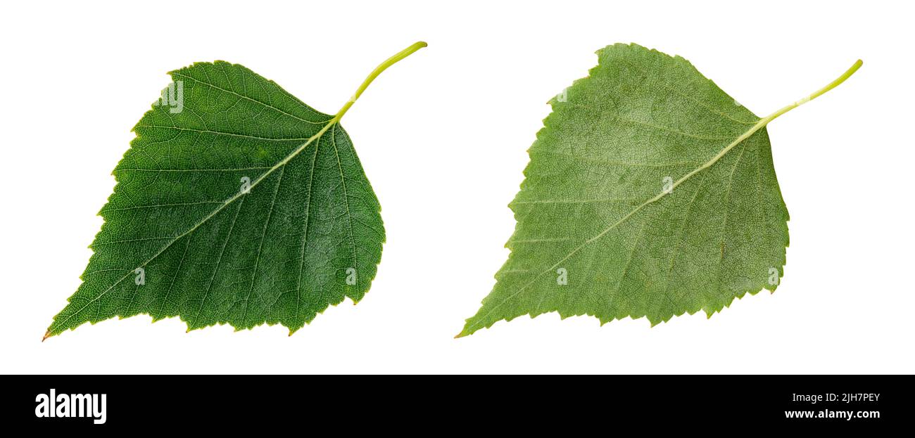 Foglia verde di betulla isolata su sfondo bianco. Lato superiore e lato inferiore del ritaglio di Betula. Legno duro deciduo foglie macro. Foto Stock