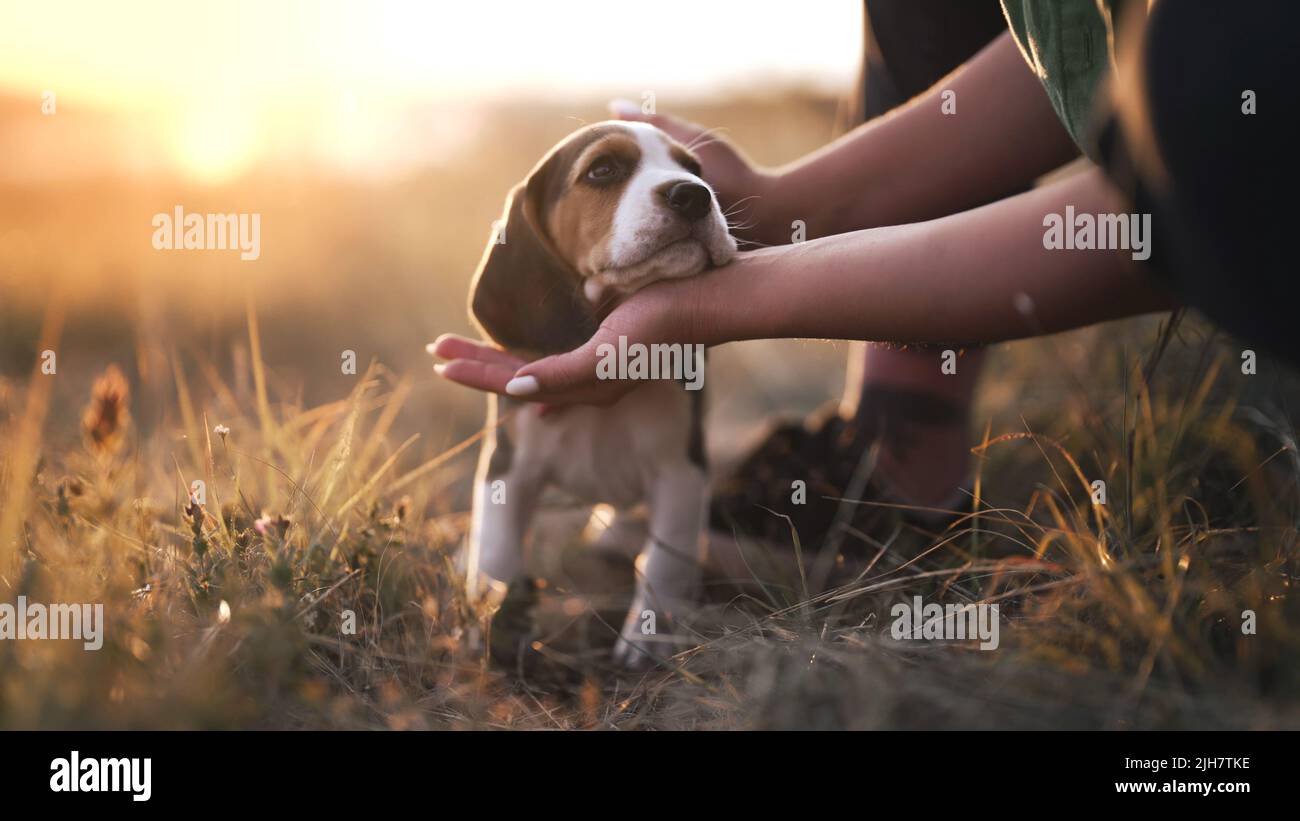 Ritratto di piccolo cucciolo di beagle. Donna cane stroking sullo sfondo della natura. Buon animale domestico grazioso, nuovo membro della famiglia. Addestramento del doggy. Foto Stock