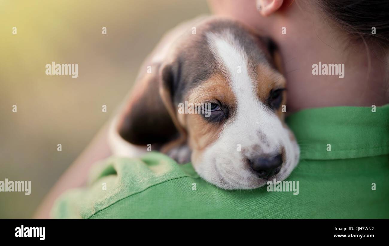 Piccolo cucciolo di beagle a spalla del suo proprietario. Donna cane stroking sullo sfondo della natura. Carino animale domestico grazioso, nuovo membro della famiglia. Foto Stock