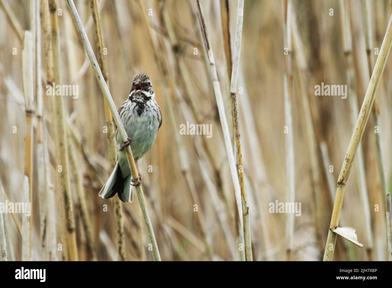 Piccolo mazzetto comune di canna appollaiato su canna Foto Stock
